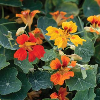 Arizona Mix Nasturtium Thumbnail